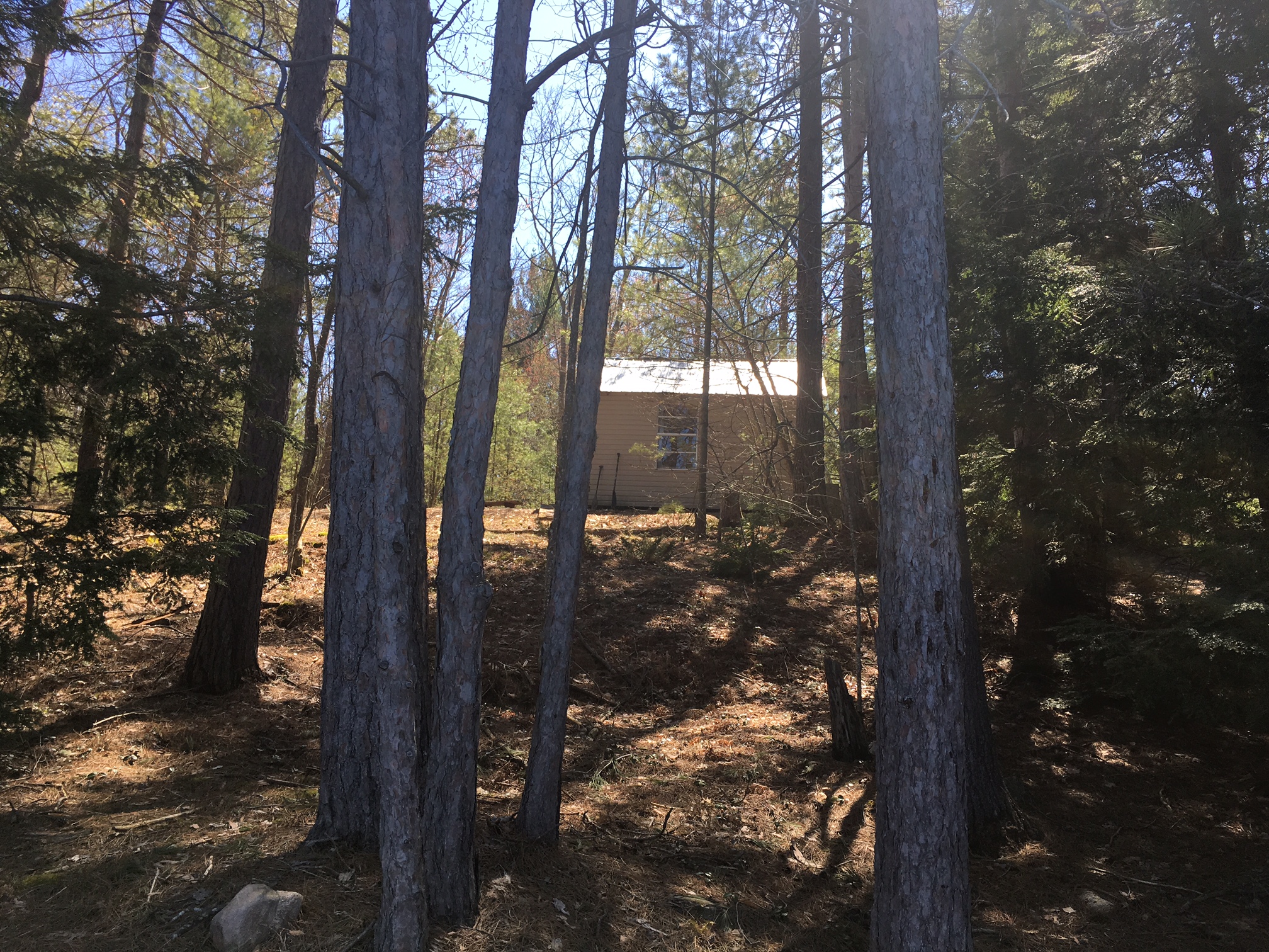 Image showing forest and cabin